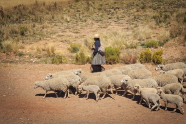 Uma chola com seu rebalho de ovelhas