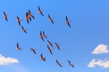 Revoada de Flamingos Andinos