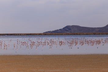 Flamingos no lago Uhu Uhu